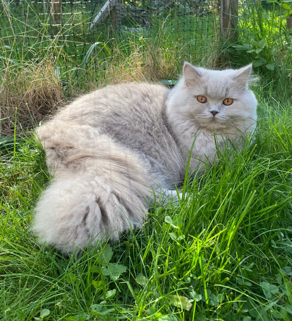   Connor Diva Catitta *LT (Far).
